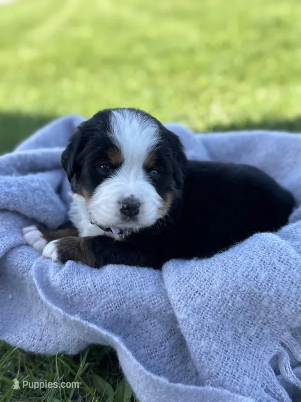 Bella – Bernese Mountain Dog puppy for sale in Liberty Center, IN