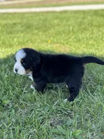 Bella, a female Bernese Mountain Dog for sale in Liberty Center, IN – Photo 6 of 10