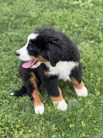 Baylee, a female Bernese Mountain Dog for sale in Liberty Center, IN – 3 of 7