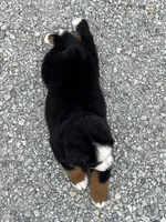 Cupcake, a female Bernese Mountain Dog for sale in Liberty Center, IN – 4 of 10