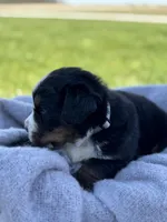Beau, a male Bernese Mountain Dog for sale in Liberty Center, IN – Photo 6 of 10
