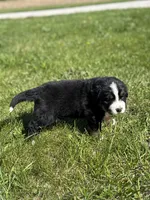 Beau, a male Bernese Mountain Dog for sale in Liberty Center, IN – Photo 4 of 10