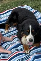 Beau, a male Bernese Mountain Dog for sale in Liberty Center, IN – Photo 10 of 10