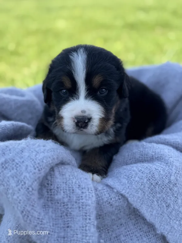 Beau – Bernese Mountain Dog puppy for sale in Liberty Center, IN