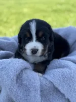 Beau, a male Bernese Mountain Dog for sale in Liberty Center, IN – Photo 1 of 10
