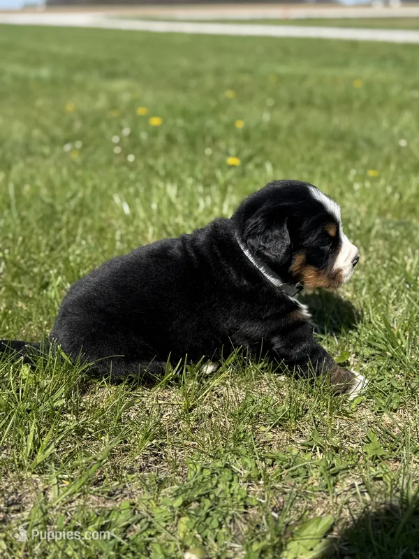 Beau – Bernese Mountain Dog puppy for sale in Liberty Center, IN