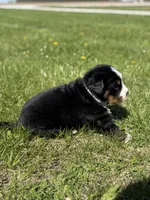 Beau, a male Bernese Mountain Dog for sale in Liberty Center, IN – Photo 2 of 10