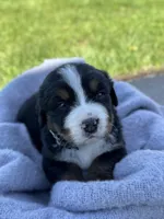 Beau, a male Bernese Mountain Dog for sale in Liberty Center, IN – Photo 7 of 10