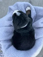Beau, a male Bernese Mountain Dog for sale in Liberty Center, IN – Photo 5 of 10