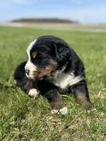 Beau, a male Bernese Mountain Dog for sale in Liberty Center, IN – Photo 3 of 10