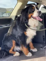 Beau, a male Bernese Mountain Dog for sale in Liberty Center, IN – Photo 9 of 10