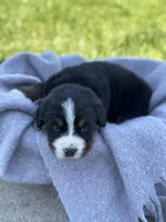 Beau, a male Bernese Mountain Dog for sale in Liberty Center, IN – Photo 8 of 10