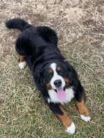 Cooper, a male Bernese Mountain Dog for sale in Liberty Center, IN – 9 of 10