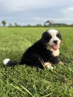 Cooper, a male Bernese Mountain Dog for sale in Liberty Center, IN – 1 of 10