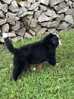 Clyde, a male Bernese Mountain Dog for sale in Liberty Center, IN – 4 of 10