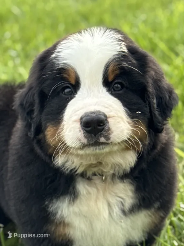 Clyde – Bernese Mountain Dog puppy for sale in Liberty Center, IN