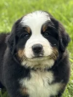 Clyde, a male Bernese Mountain Dog for sale in Liberty Center, IN – 1 of 10