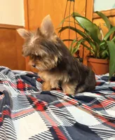 Brownie, a female Yorkshire Terrier for sale in Houston, TX – 4 of 9