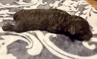 Luna, a female Poodle - Toy  for sale in Houston, TX – 3 of 9