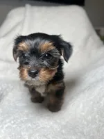 Harriet Yellow, a female Yorkshire Terrier for sale in Houston, TX – 3 of 4