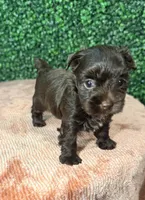 Cinnamon, a female Yorkshire Terrier for sale in Houston, TX – 8 of 9