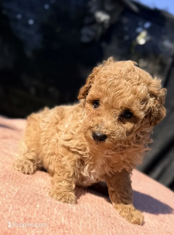 Nova – Poodle - Toy  puppy for sale in Houston, TX