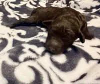 Luna, a female Poodle - Toy  for sale in Houston, TX – 2 of 9