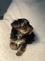 Carl Green, a male Yorkshire Terrier for sale in Houston, TX – 3 of 4