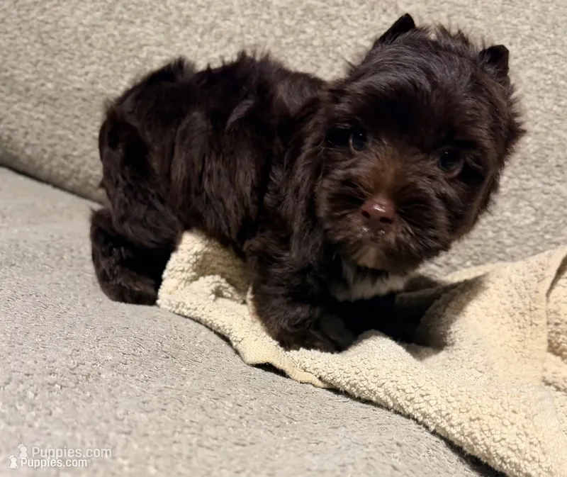 Nestle – Yorkshire Terrier puppy for sale in Houston, TX