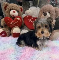HoneyBun, a female Yorkshire Terrier for sale in Houston, TX – Photo 8 of 9