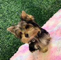 HoneyBun, a female Yorkshire Terrier for sale in Houston, TX – Photo 1 of 9