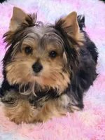 HoneyBun, a female Yorkshire Terrier for sale in Houston, TX – Photo 6 of 9