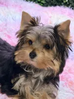 HoneyBun, a female Yorkshire Terrier for sale in Houston, TX – Photo 2 of 9