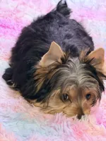 HoneyBun, a female Yorkshire Terrier for sale in Houston, TX – Photo 4 of 9