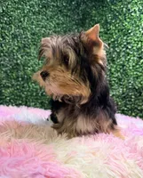 HoneyBun, a female Yorkshire Terrier for sale in Houston, TX – Photo 5 of 9