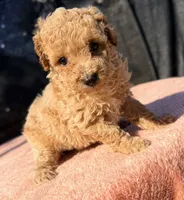 Nova, a female Poodle - Toy  for sale in Houston, TX – 8 of 9