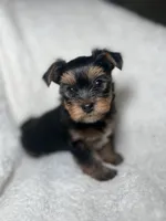 Eddie Brown, a male Yorkshire Terrier for sale in Houston, TX – 3 of 4
