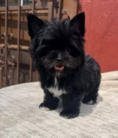 Drift, a male Yorkshire Terrier for sale in Houston, TX – 1 of 9