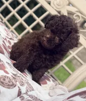 Luna, a female Poodle - Toy  for sale in Houston, TX – 2 of 7