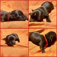 Nestle, a male Yorkshire Terrier for sale in Houston, TX – 1 of 5