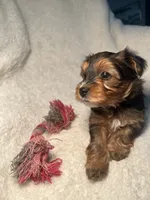 Laura Pink, a female Yorkshire Terrier for sale in Houston, TX – 3 of 4