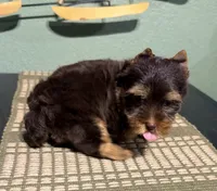 Hershey , a male Yorkshire Terrier for sale in Houston, TX – 2 of 8