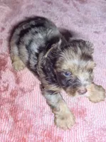 Jedi, a male Yorkshire Terrier for sale in Houston, TX – 2 of 8