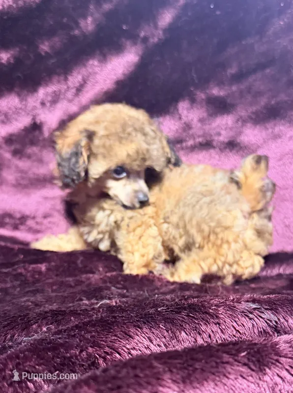 Scarlet Wind – Poodle - Toy  puppy for sale in Houston, TX