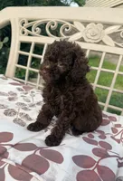 Luna, a female Poodle - Toy  for sale in Houston, TX – 6 of 7