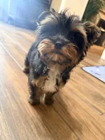 Sterling, a male Yorkshire Terrier for sale in Houston, TX – Photo 5 of 9