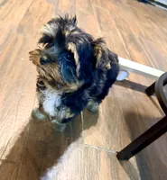 Sterling, a male Yorkshire Terrier for sale in Houston, TX – Photo 2 of 9