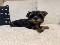 Sterling, a male Yorkshire Terrier for sale in Houston, TX – Photo 7 of 9