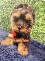 Valor, a male Yorkshire Terrier for sale in Houston, TX – Photo 1 of 10