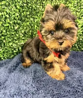 Valor, a male Yorkshire Terrier for sale in Houston, TX – Photo 3 of 10